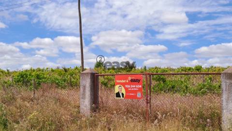 Vinha com 3 hectares na Região Vinícola da Vidigueira