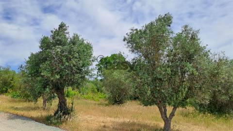 Terreno rústico com 5.250 m2 com Oliveiras e Pé de Vinha