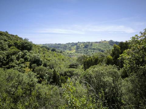 Terreno Rústico com 11,95ha com viabilidade de construção no Litoral Alentejano