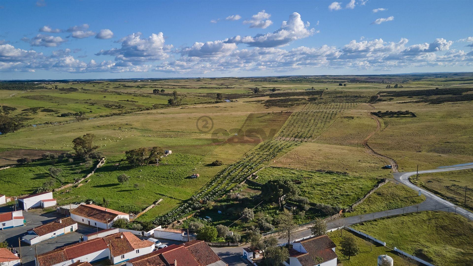 Terreno rústico 5,575 ha, Plantação de Figueira Índia, São Marcos da Ataboeira