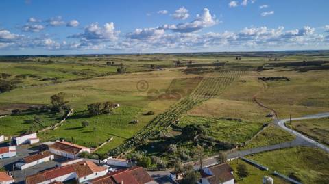 Terreno rústico 5,575 ha, Plantação de Figueira Índia, São Marcos da Ataboeira