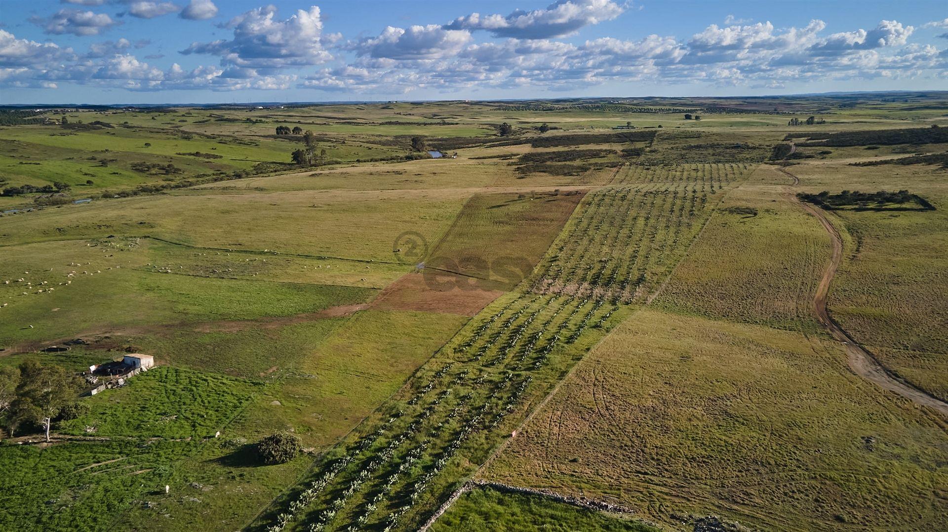 Terreno rústico 5,575 ha, Plantação de Figueira Índia, São Marcos da Ataboeira
