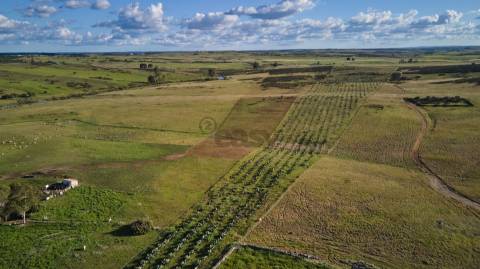 Terreno rústico 5,575 ha, Plantação de Figueira Índia, São Marcos da Ataboeira