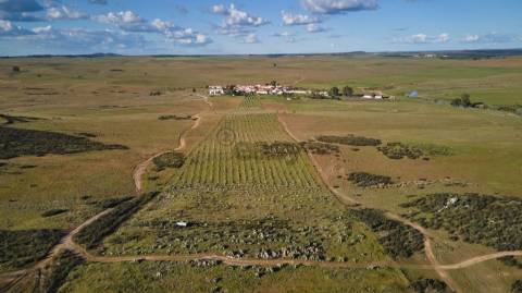 Terreno rústico 5,575 ha, Plantação de Figueira Índia, São Marcos da Ataboeira