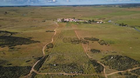 Terreno rústico 5,575 ha, Plantação de Figueira Índia, São Marcos da Ataboeira