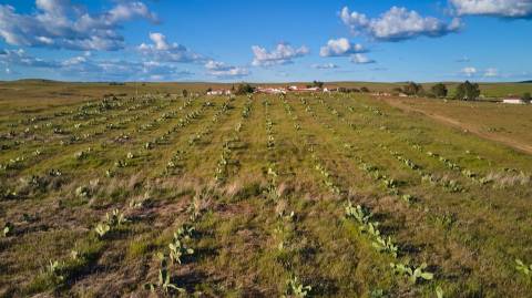 Terreno rústico 5,575 ha, Plantação de Figueira Índia, São Marcos da Ataboeira