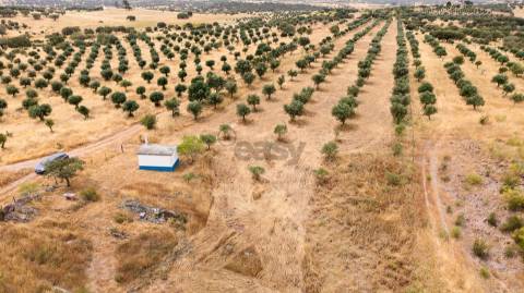 Terreno Agrícola com Olival com 14000m2 Barragem de Alqueva– Ferreira de Capelins, Alandroal
