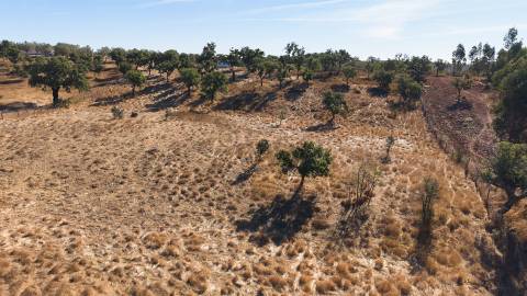 Terreno Rústico com 8.250 m² em Abela – Santiago do Cacém
