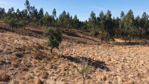 Terreno Rústico com 8.250 m² em Abela – Santiago do Cacém
