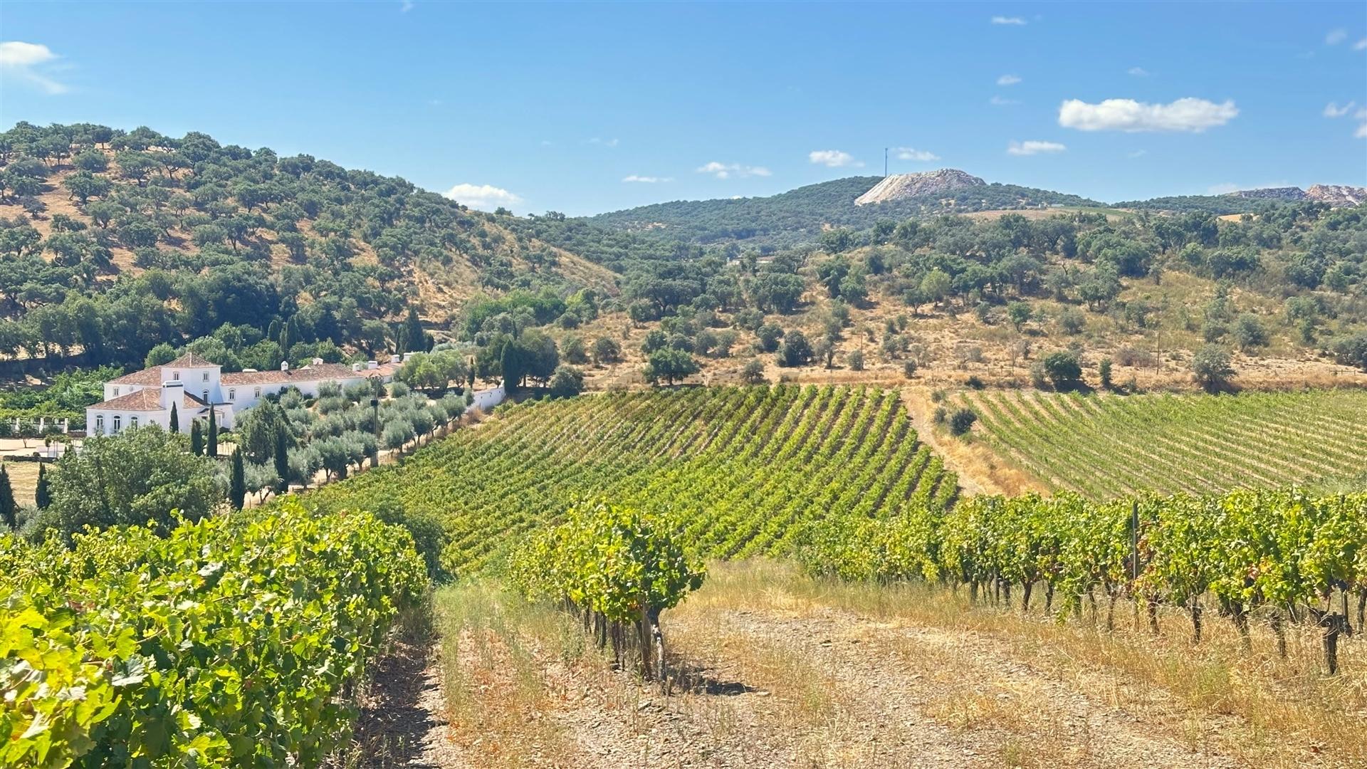 Vinha de Sequeiro Em Borba - Exclusividade no Coração do Alentejo