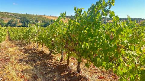 Vinha de Sequeiro Em Borba - Exclusividade no Coração do Alentejo