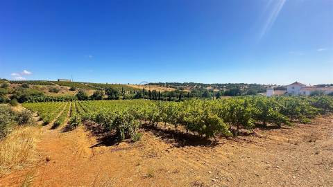 Vinha de Sequeiro Em Borba - Exclusividade no Coração do Alentejo