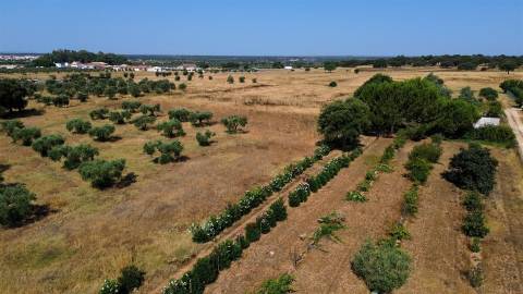 Propriedade rústica com 2,25 hectares integrada no regadio do Alqueva, Alvalade