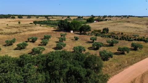 Propriedade rústica com 2,25 hectares integrada no regadio do Alqueva, Alvalade