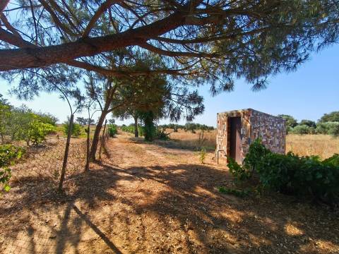 Propriedade rústica com 2,25 hectares integrada no regadio do Alqueva, Alvalade