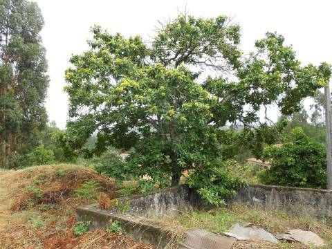Terreno em Penafiel