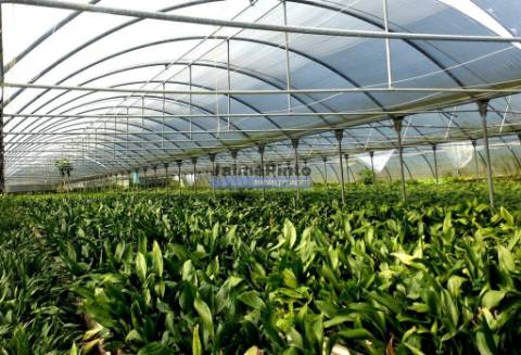 12 Ha terra plantações verduras e casa. Portugal, Algarve, Lagos
