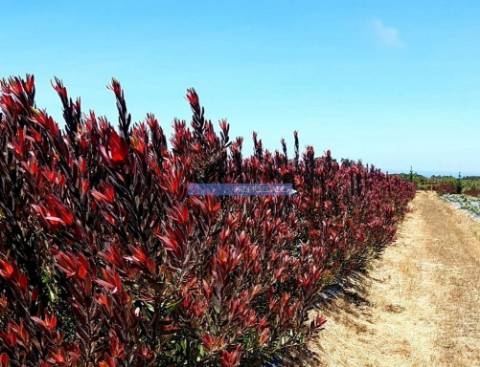 12 Ha terra plantações verduras e casa. Portugal, Algarve, Lagos
