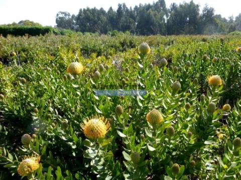 12 Ha terra plantações verduras e casa. Portugal, Algarve, Lagos