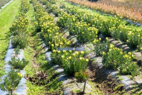 12 Ha terra plantações verduras e casa. Portugal, Algarve, Lagos