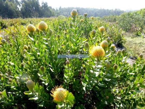 12 Ha terra plantações verduras e casa. Portugal, Algarve, Lagos