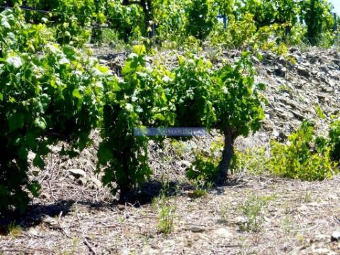 Quinta de Vinho do Porto e Doc. Portugal, Douro, Pinhão.