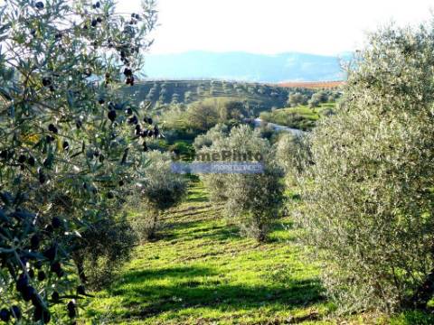 88ha c/ Olival, Cortiça, Floresta e terra p/ novas plantações, Armazém/Casa Ruína. Portugal, Alfândega da Fé.
