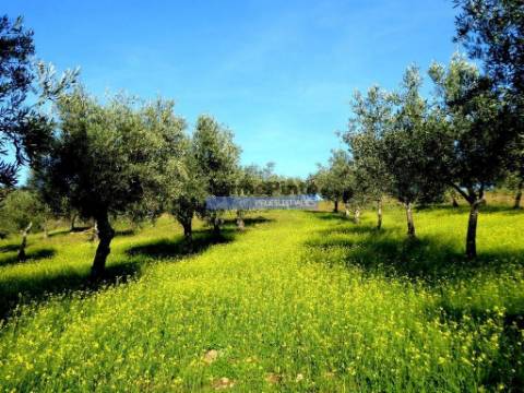 88ha c/ Olival, Cortiça, Floresta e terra p/ novas plantações, Armazém/Casa Ruína. Portugal, Alfândega da Fé.