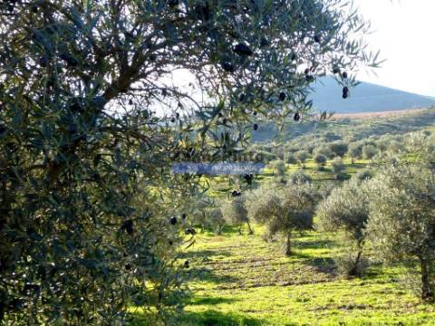 88ha c/ Olival, Cortiça, Floresta e terra p/ novas plantações, Armazém/Casa Ruína. Portugal, Alfândega da Fé.