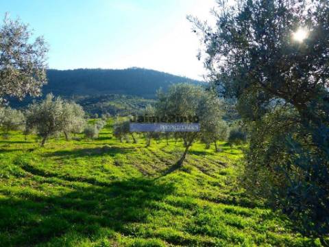 88ha c/ Olival, Cortiça, Floresta e terra p/ novas plantações, Armazém/Casa Ruína. Portugal, Alfândega da Fé.