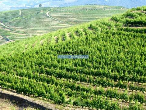 Propriedade de 14ha com Vinha no Douro. Portugal, S. João da Pesqueira, Douro.