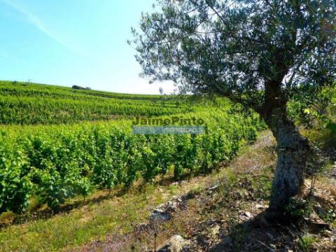 Propriedade de 14ha com Vinha no Douro. Portugal, S. João da Pesqueira, Douro.