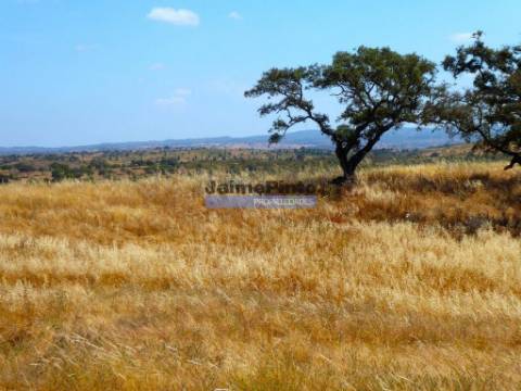 Herdade 162,5ha no Alentejo. Portugal, Beja, Almodôvar.