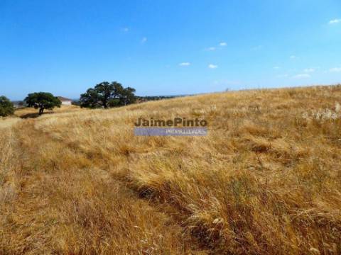 Herdade 162,5ha no Alentejo. Portugal, Beja, Almodôvar.