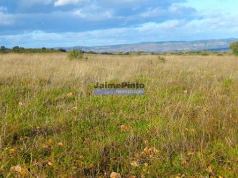 Terreno 210 000m2 p/ novas plantações, F. C. Rodrigo. Portugal, Guarda, F. C. Rodrigo.