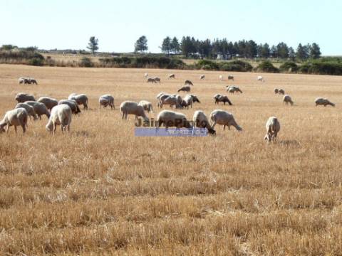 Terreno 210 000m2 p/ novas plantações, F. C. Rodrigo. Portugal, Guarda, F. C. Rodrigo.