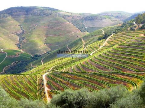 Quinta 10ha de Vinho do Porto e DOC, Pinhão. Portugal, Douro.
