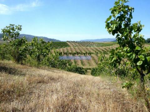 150.000m2 com Figueiras Biológicas, em Trás-os-Montes. Portugal, Mirandela.