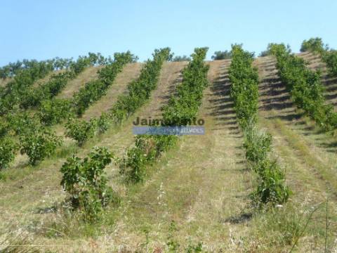 150.000m2 com Figueiras Biológicas, em Trás-os-Montes. Portugal, Mirandela.