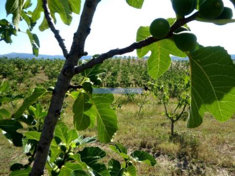 150.000m2 com Figueiras Biológicas, em Trás-os-Montes. Portugal, Mirandela.