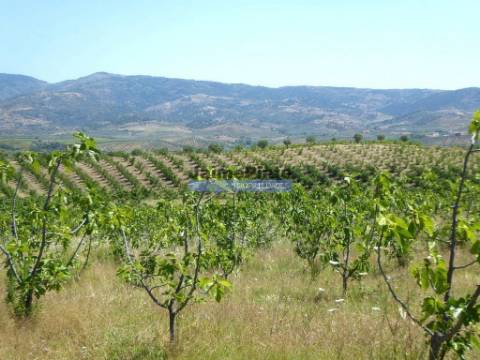 150.000m2 com Figueiras Biológicas, em Trás-os-Montes. Portugal, Mirandela.