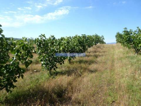 150.000m2 com Figueiras Biológicas, em Trás-os-Montes. Portugal, Mirandela.