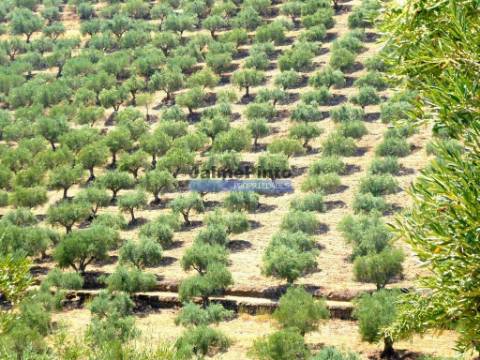 1.570.000m2, Vinha, Olival, Amendoal, Casa. Portugal, Douro, Foz Côa.