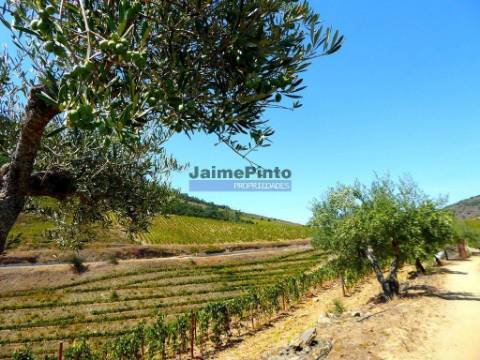1.570.000m2, Vinha, Olival, Amendoal, Casa. Portugal, Douro, Foz Côa.