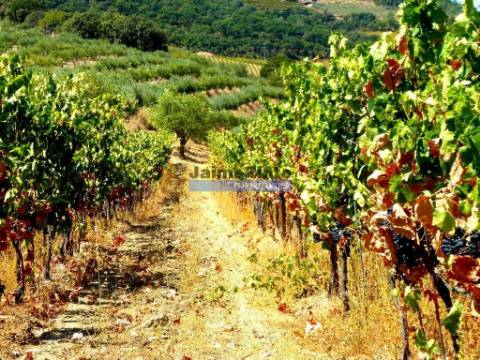 1.570.000m2, Vinha, Olival, Amendoal, Casa. Portugal, Douro, Foz Côa.