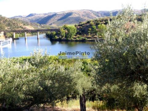 Olival em 400.000m2, perto rio Douro, região de Ligares, Barca DAlva. Portugal, Freixo E. à Cinta.