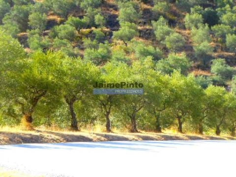 Olival em 400.000m2, perto rio Douro, região de Ligares, Barca DAlva. Portugal, Freixo E. à Cinta.