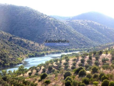 Olival em 400.000m2, perto rio Douro, região de Ligares, Barca DAlva. Portugal, Freixo E. à Cinta.