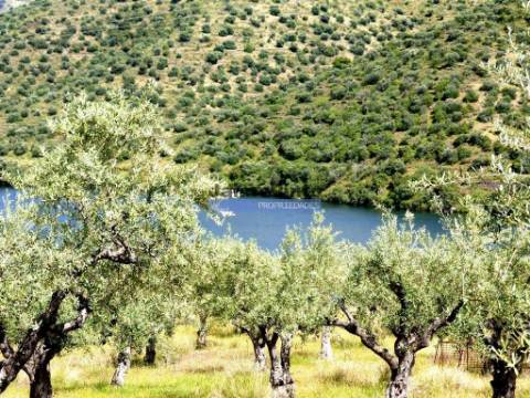 Olival em 400.000m2, perto rio Douro, região de Ligares, Barca DAlva. Portugal, Freixo E. à Cinta.