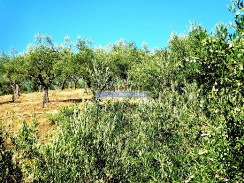 Olival em 400.000m2, perto rio Douro, região de Ligares, Barca DAlva. Portugal, Freixo E. à Cinta.